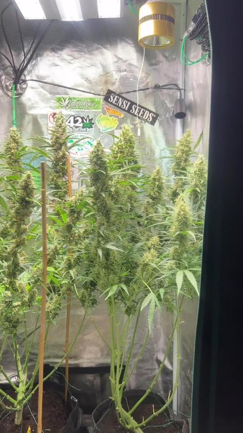 Gorilla Z Grow