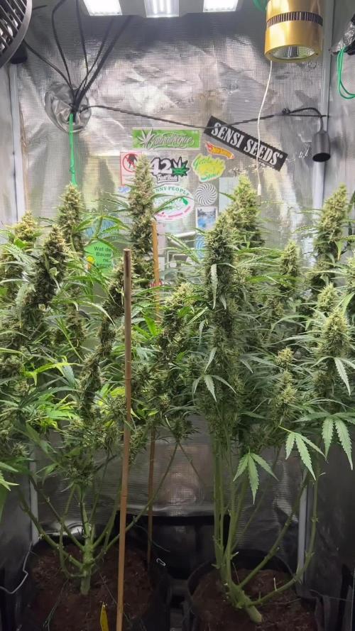 Gorilla Z Grow