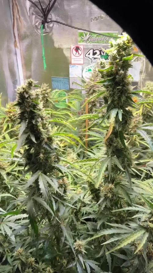 Gorilla Z Grow