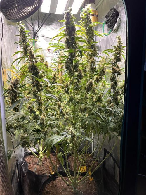 Gorilla Z Auto. Week 12