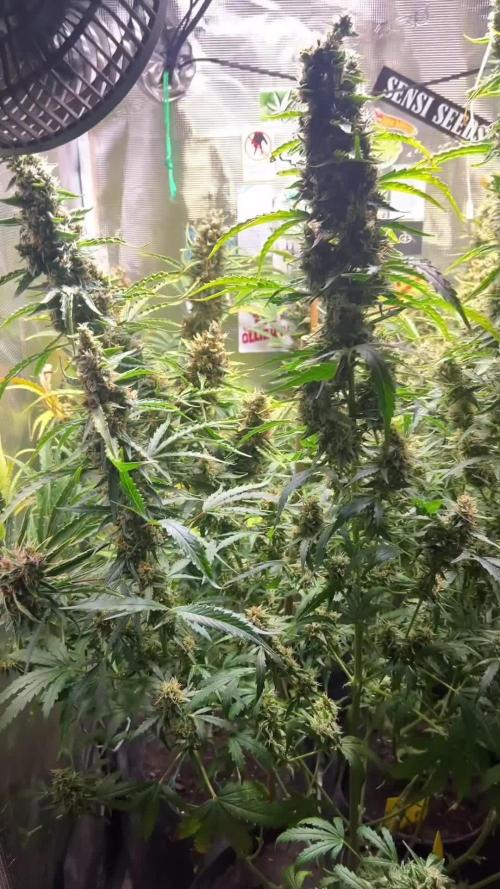 Gorilla Z Grow