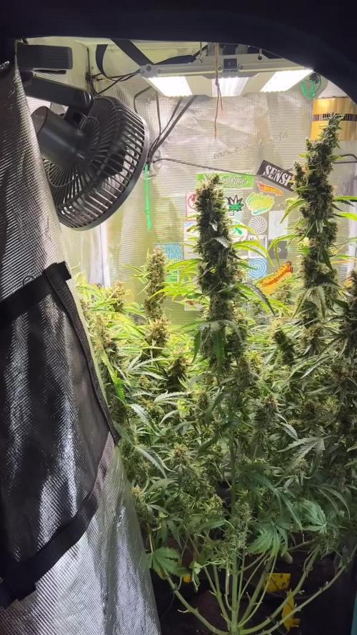 Gorilla Z Grow