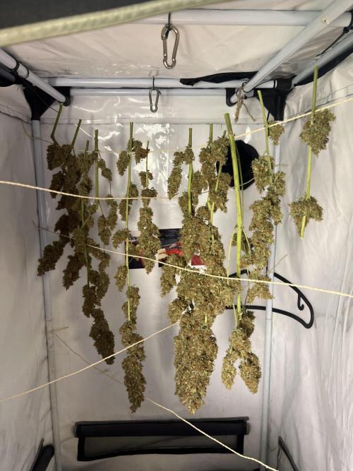 Gorilla Z Grow. Week 14 - just 30% of the harvest, a bit less than one of three plants