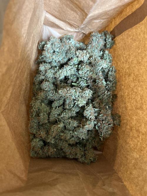Gorilla Z Grow. Week 14 - one of three plants