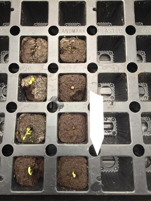 Red Sonja by Kosher Panda (Tester Grow). Week 0