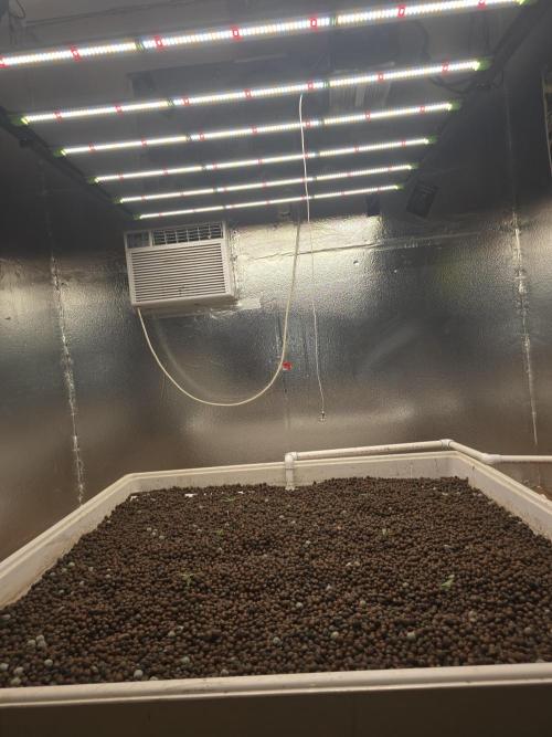 Red Sonja by Kosher Panda (Tester Grow). Week 0