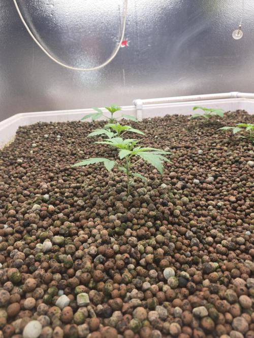 Red Sonja by Kosher Panda (Tester Grow). Week 2