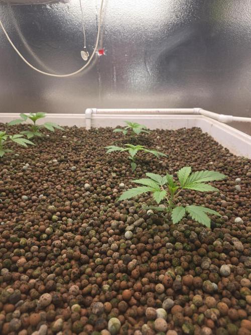 Red Sonja by Kosher Panda (Tester Grow). Week 2
