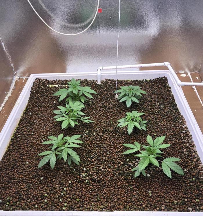 Red Sonja by Kosher Panda (Tester Grow). Week 3 - They are growing well. Seem to like it in here. I'll top them next week.