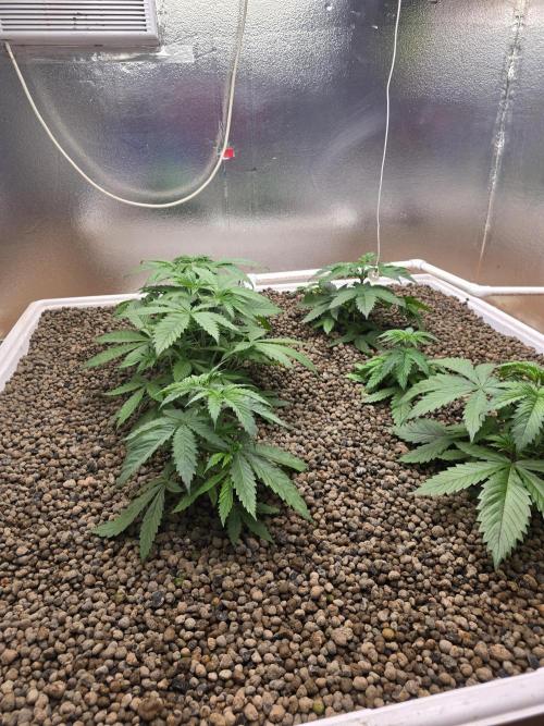 Red Sonja by Kosher Panda (Tester Grow). Week 4