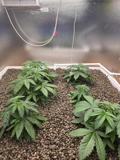 Red Sonja by Kosher Panda (Tester Grow). Week 4