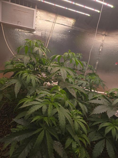 Red Sonja by Kosher Panda (Tester Grow). Week 6