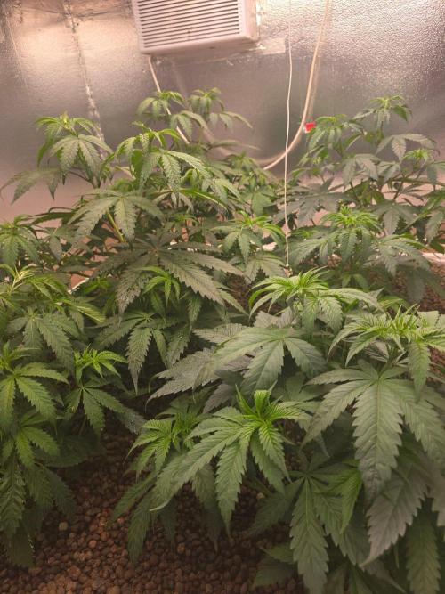 Red Sonja by Kosher Panda (Tester Grow). Week 6
