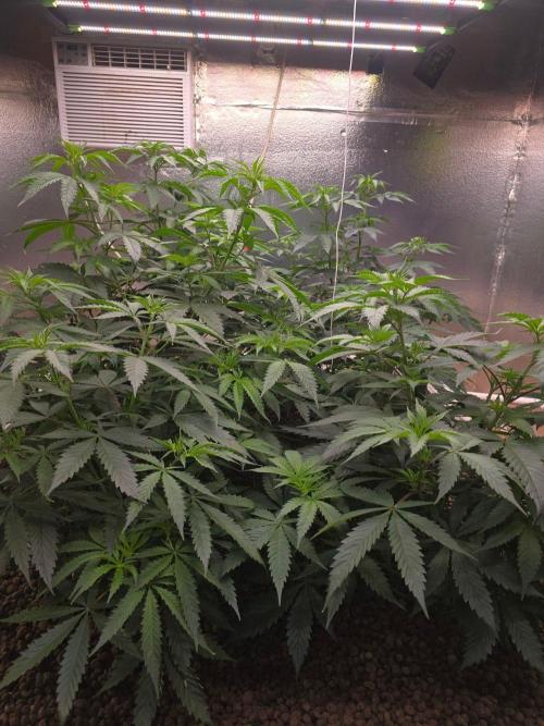 Red Sonja by Kosher Panda (Tester Grow). Week 7