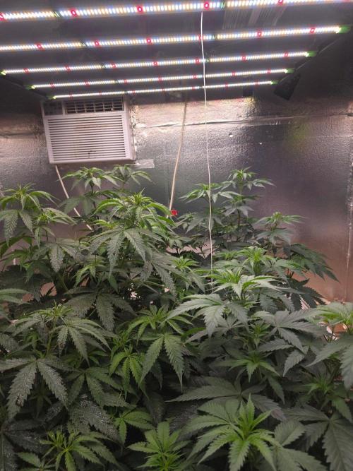 Red Sonja by Kosher Panda (Tester Grow). Week 7