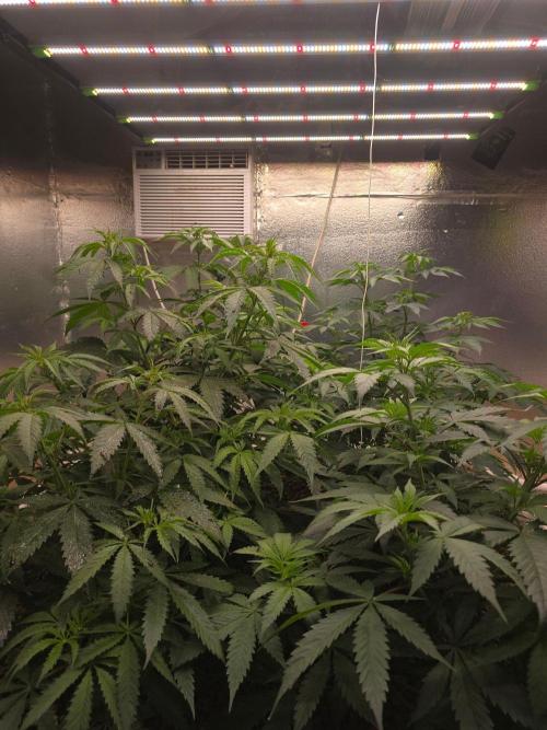 Red Sonja by Kosher Panda (Tester Grow). Week 7