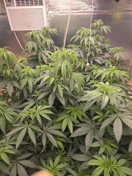 Red Sonja by Kosher Panda (Tester Grow). Week 8