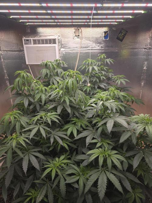 Red Sonja by Kosher Panda (Tester Grow). Week 8