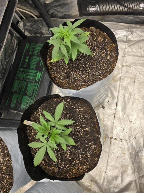 G.O.A.T Collaboration testers.. Week 3