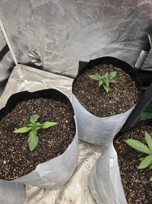 G.O.A.T Collaboration testers.. Week 3 - these are golden goat. 