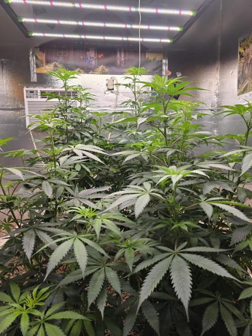 Red Sonja by Kosher Panda (Tester Grow). Week 9