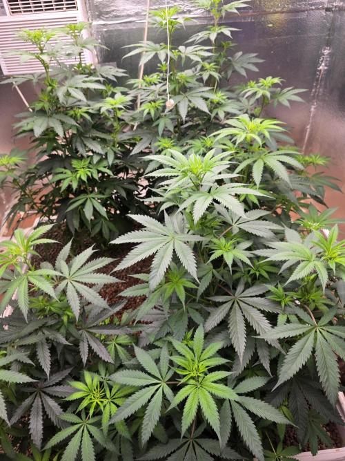 Red Sonja by Kosher Panda (Tester Grow). Week 9