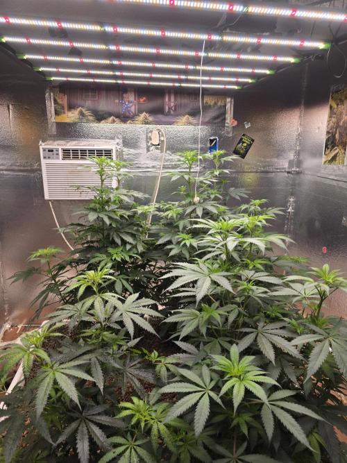 Red Sonja by Kosher Panda (Tester Grow). Week 9