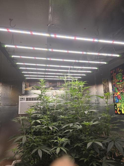 Red Sonja by Kosher Panda (Tester Grow). Week 10