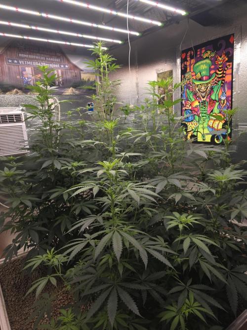 Red Sonja by Kosher Panda (Tester Grow). Week 10