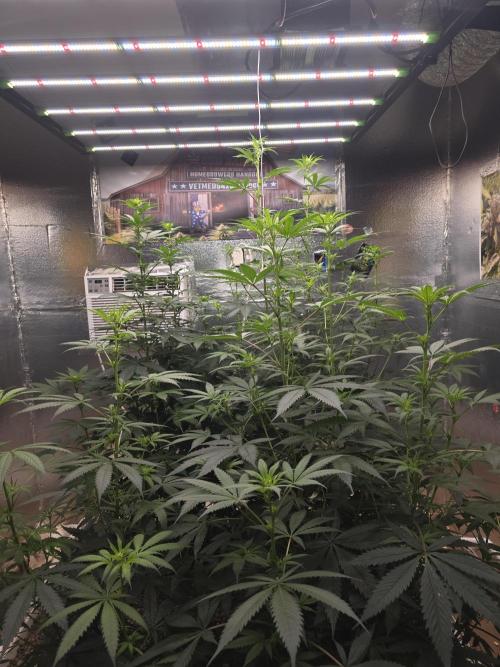 Red Sonja by Kosher Panda (Tester Grow). Week 10