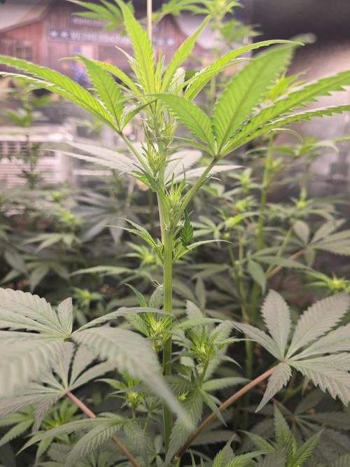 Red Sonja by Kosher Panda (Tester Grow). Week 10