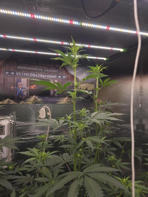 Red Sonja by Kosher Panda (Tester Grow). Week 10