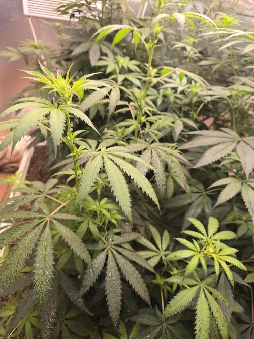 Red Sonja by Kosher Panda (Tester Grow). Week 10