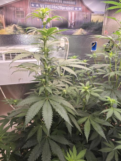 Red Sonja by Kosher Panda (Tester Grow). Week 10