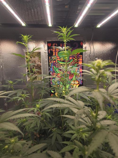 Red Sonja by Kosher Panda (Tester Grow). Week 10