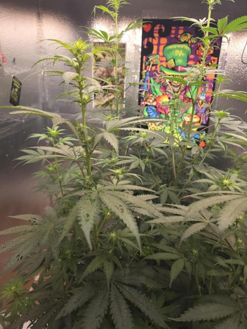 Red Sonja by Kosher Panda (Tester Grow). Week 10