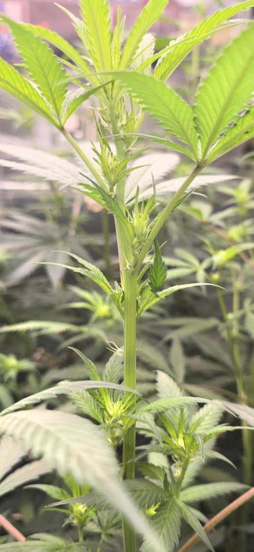Red Sonja by Kosher Panda (Tester Grow). Week 10