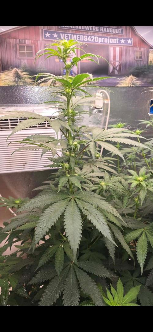 Red Sonja by Kosher Panda (Tester Grow). Week 10 - hydrobio taller pheno