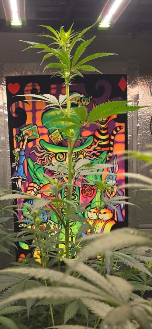 Red Sonja by Kosher Panda (Tester Grow). Week 10 - non hydrobio taller pheno