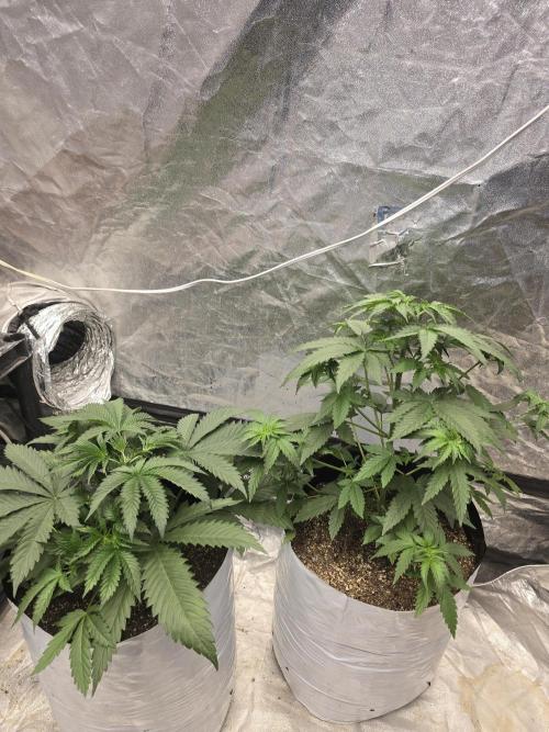 G.O.A.T Collaboration testers.. Week 4