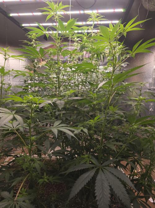 Red Sonja by Kosher Panda (Tester Grow). Week 11