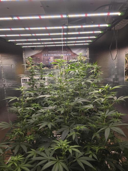 Red Sonja by Kosher Panda (Tester Grow). Week 11