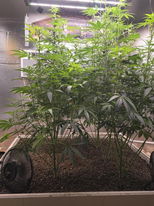 Red Sonja by Kosher Panda (Tester Grow). Week 11