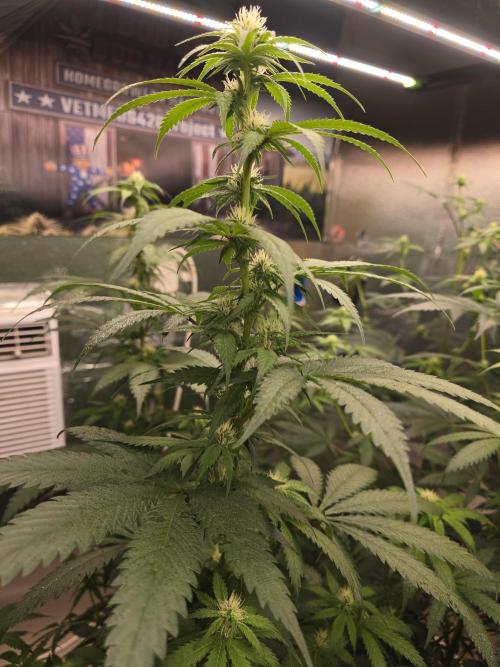 Red Sonja by Kosher Panda (Tester Grow). Week 11