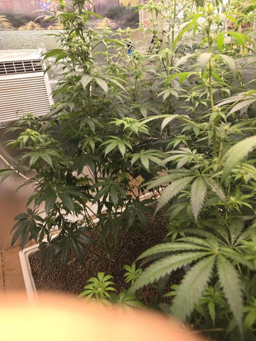 Red Sonja by Kosher Panda (Tester Grow). Week 11