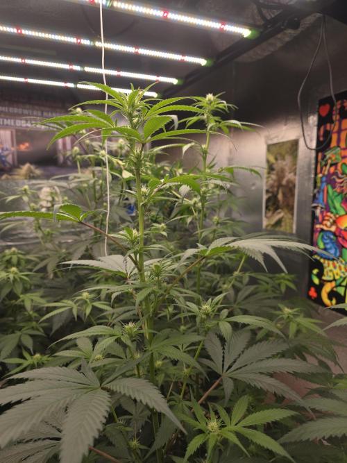 Red Sonja by Kosher Panda (Tester Grow). Week 11