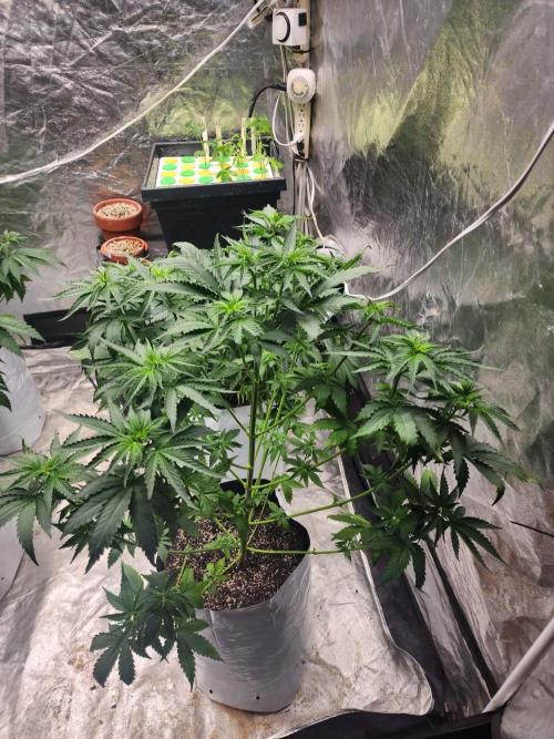 G.O.A.T Collaboration testers.. Week 5