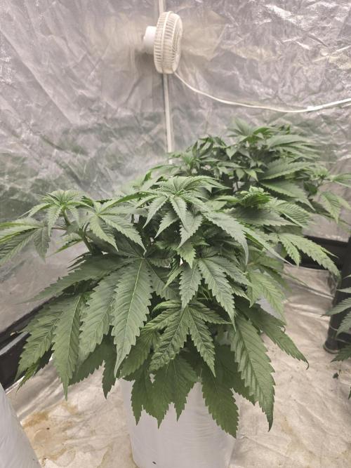 G.O.A.T Collaboration testers.. Week 5