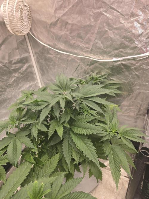 G.O.A.T Collaboration testers.. Week 5
