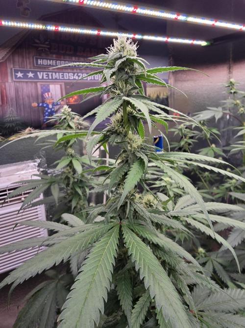 Red Sonja by Kosher Panda (Tester Grow). Week 12